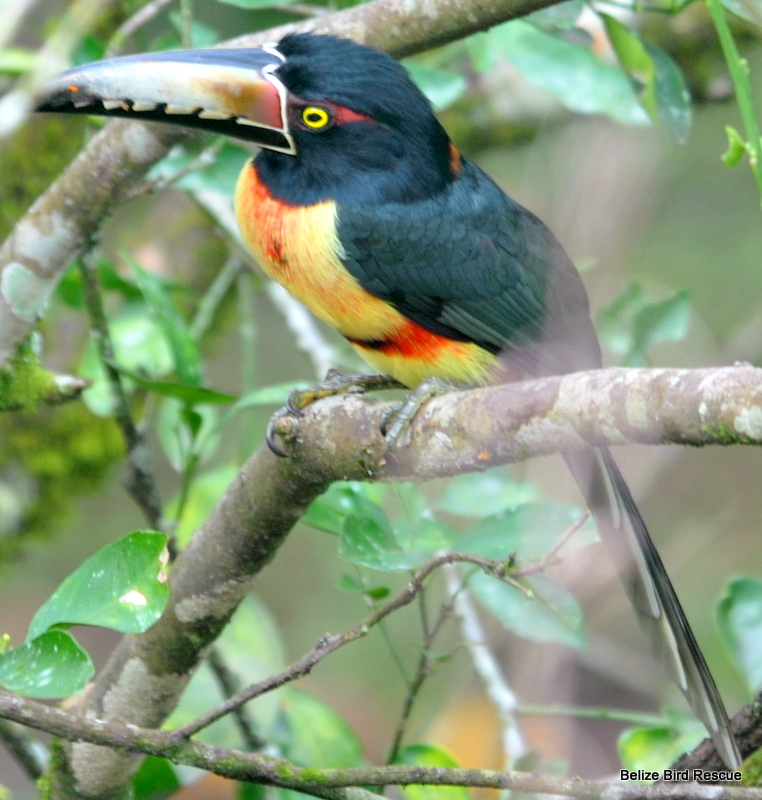 Belize Bird Rescue photo 2