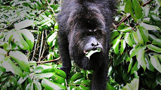 Community Baboon Sanctuary photo 6