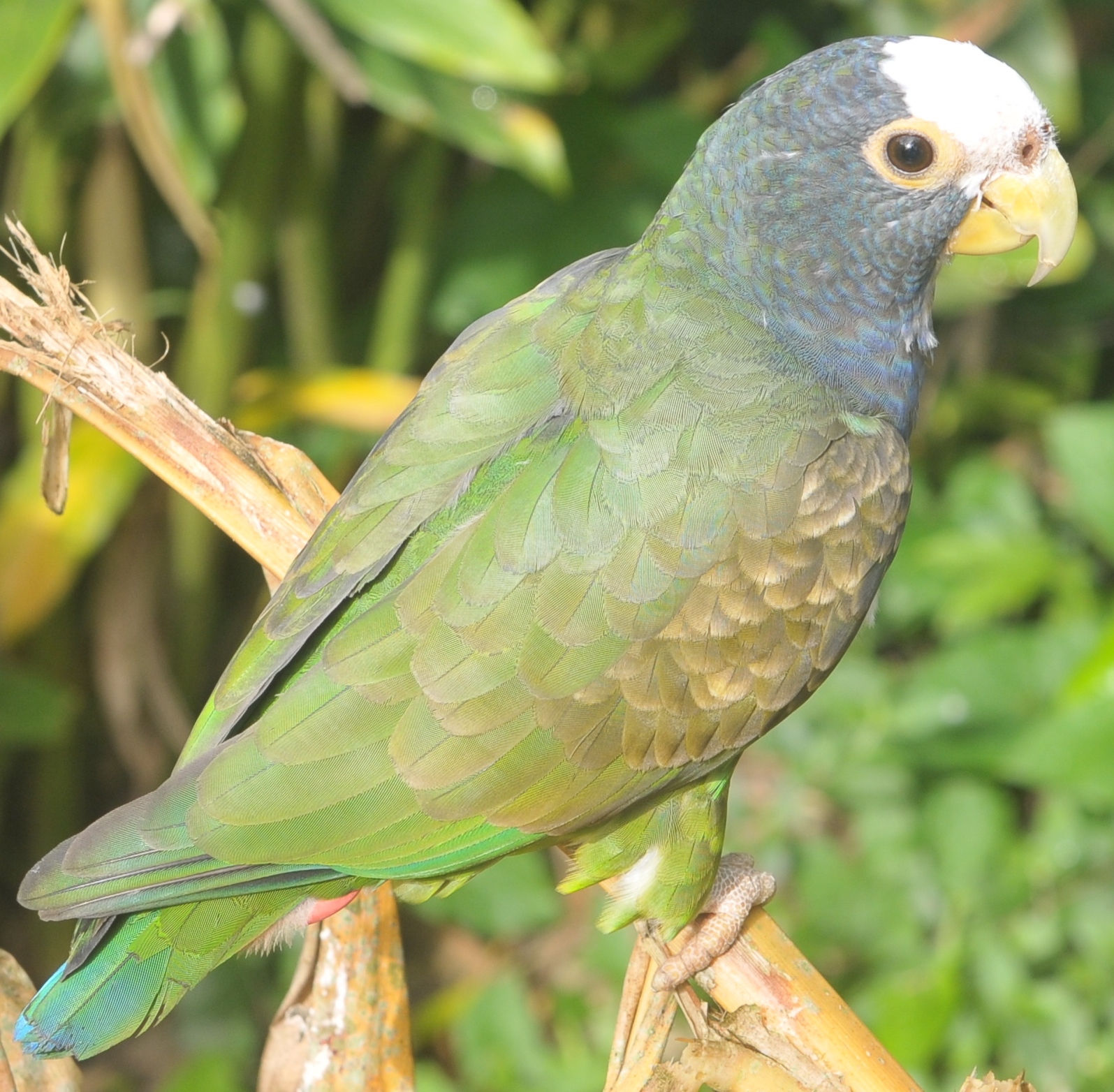 Belize Bird Rescue photo 6