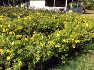 St Thomas Plants Nursery photo 4
