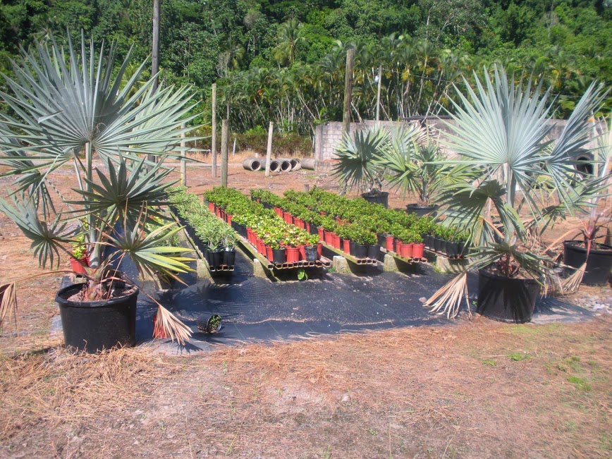 Fort George Botanicals Ltd photo 10