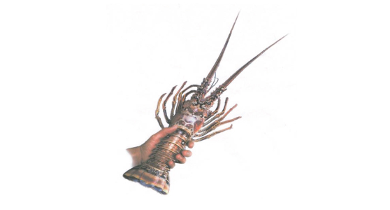 National Fishermen Producers Co-Operative Society Ltd logo