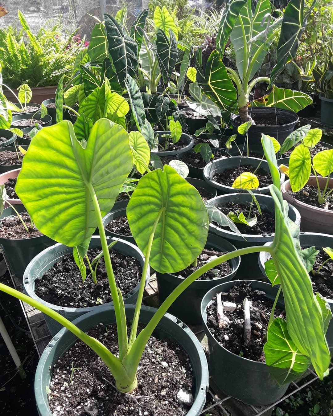 Seedburst Nurseries Ltd (S B N Plants) photo 1