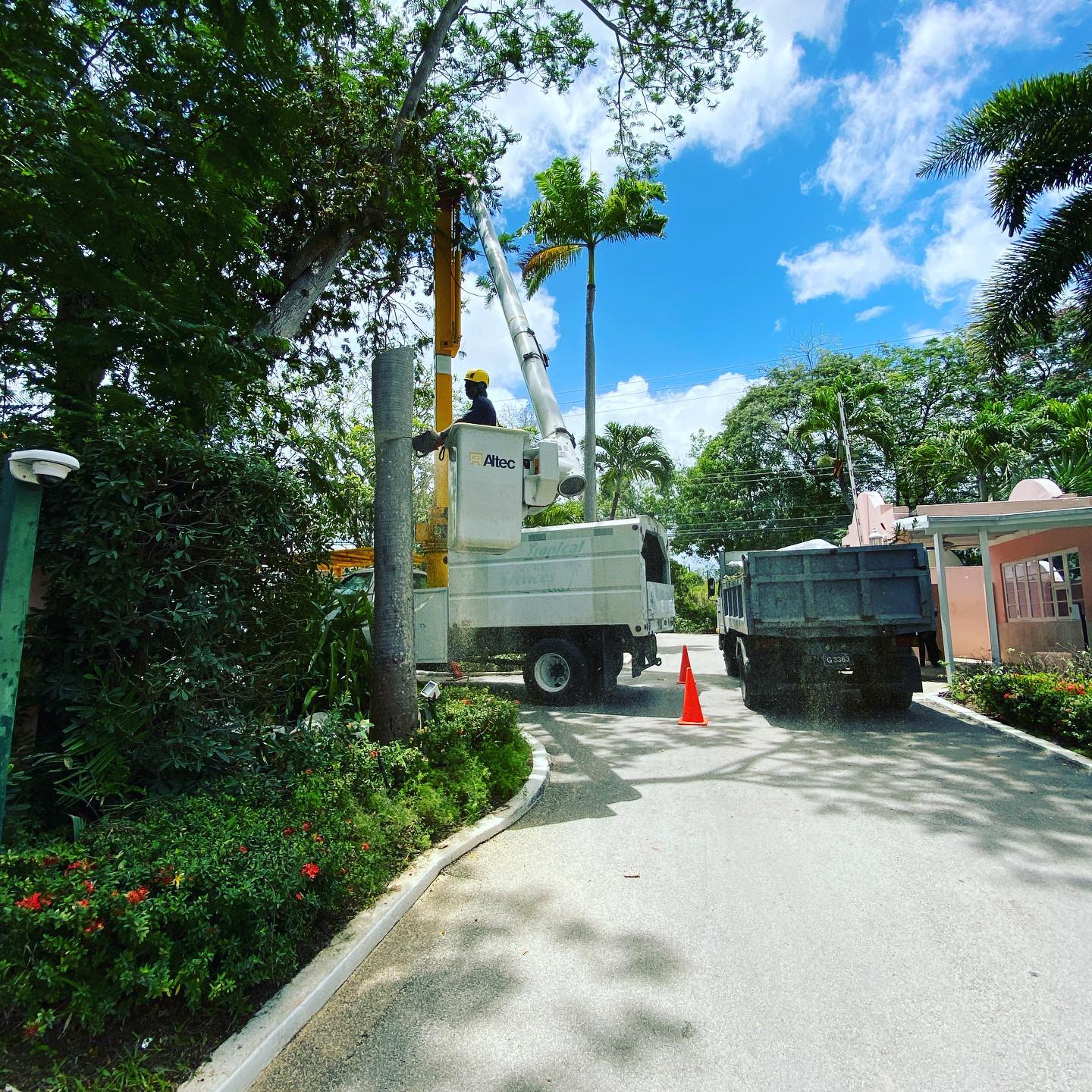 Tropical Tree Services photo 5