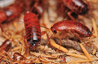 Norquest Hygiene & Pest Control photo 4