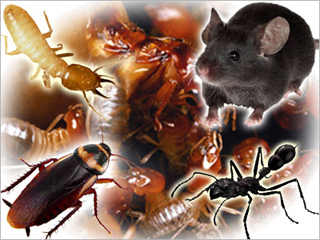 Omega Pest Control Ltd photo 3