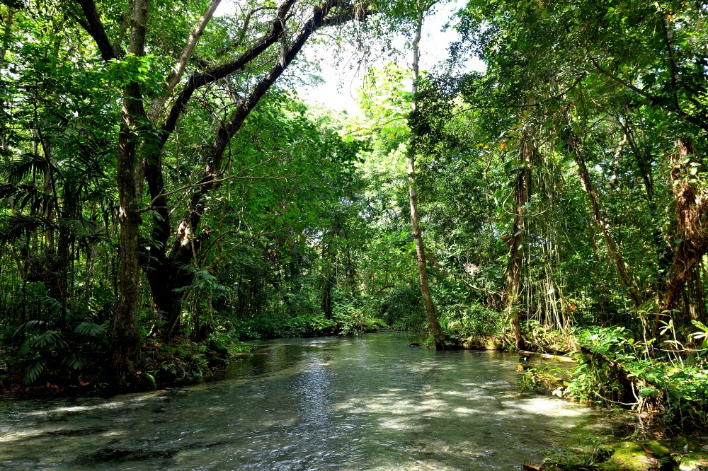 Forestry Department photo 6