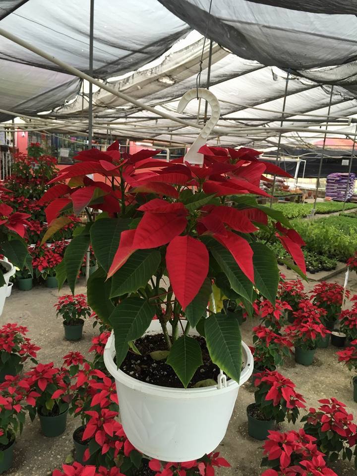 Aranguez Nurseries photo 3