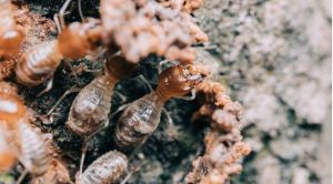 Ban The Bugs Pest & Termite Control Services photo 2