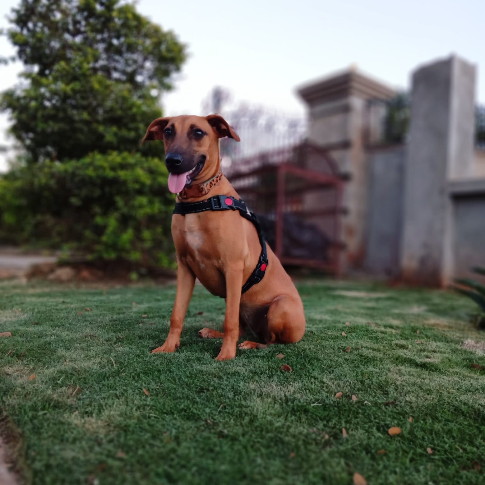 Proactive Animal Welfare photo 3