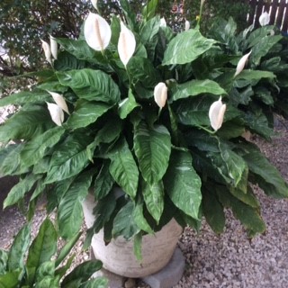 St Thomas Plants Nursery photo 1