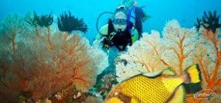 Dive St Kitts photo 4