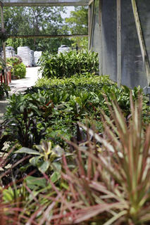 Vigoro Nursery & Landscaping photo 5