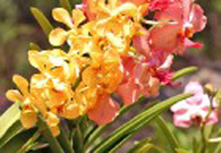 Orchid World & Tropical Flower Garden photo 4