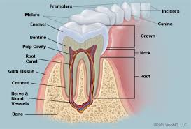 Pinnacle Dental Care Inc photo 1