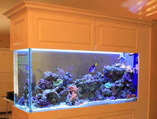 Tropical Aquariums & Supplies Ltd photo 2