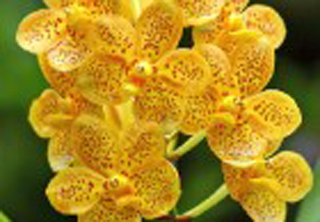 Orchid World & Tropical Flower Garden photo 2