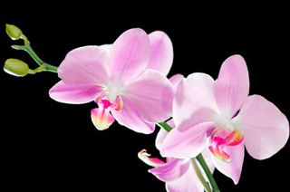 Flower Gallery Ltd photo 3