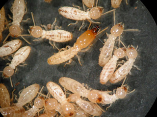 Innovative Exterminators Ltd photo 2
