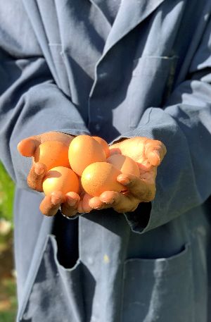 Golden Eggs Farms Ltd photo 8