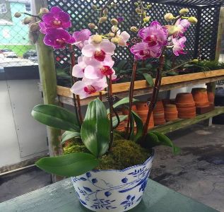 The Potting Shed photo 15
