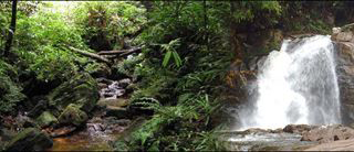 Forestry Department photo 3