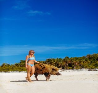 Staniel Cay Yacht Club photo 4