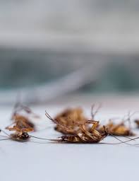 Tobago Pest Specialist photo 5