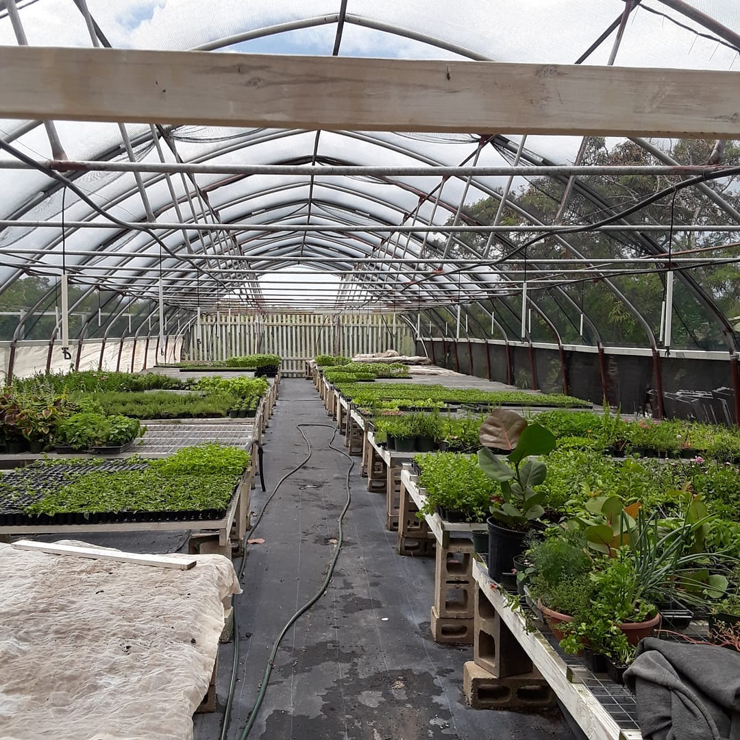 Seedburst Nurseries Ltd (S B N Plants) photo 10