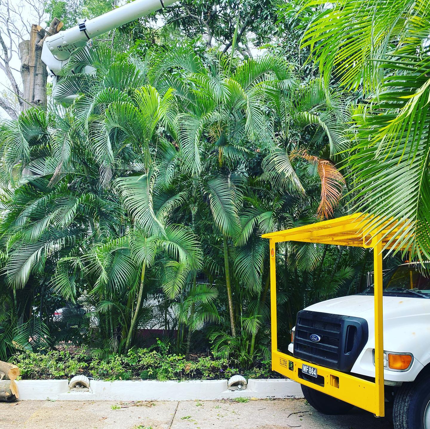 Tropical Tree Services photo 7