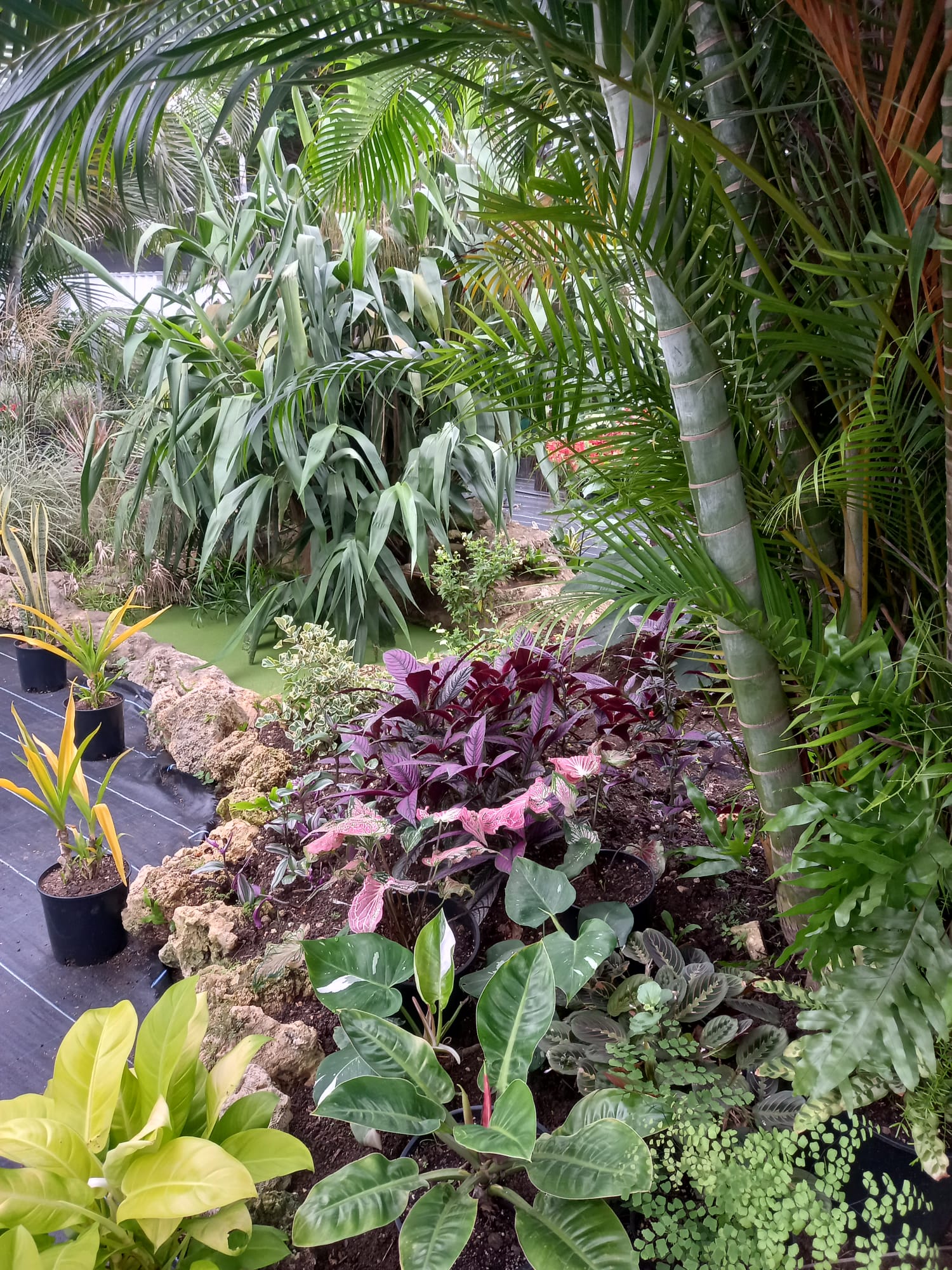 The Garden Shed photo 3