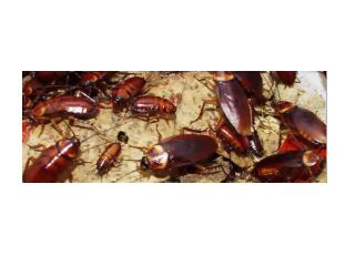 A & A Pest Control Ltd photo 1