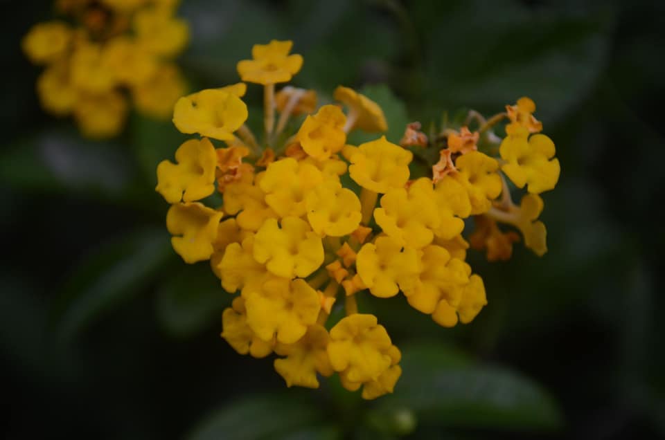 The Garden Of Eden Landscaping Services photo 3