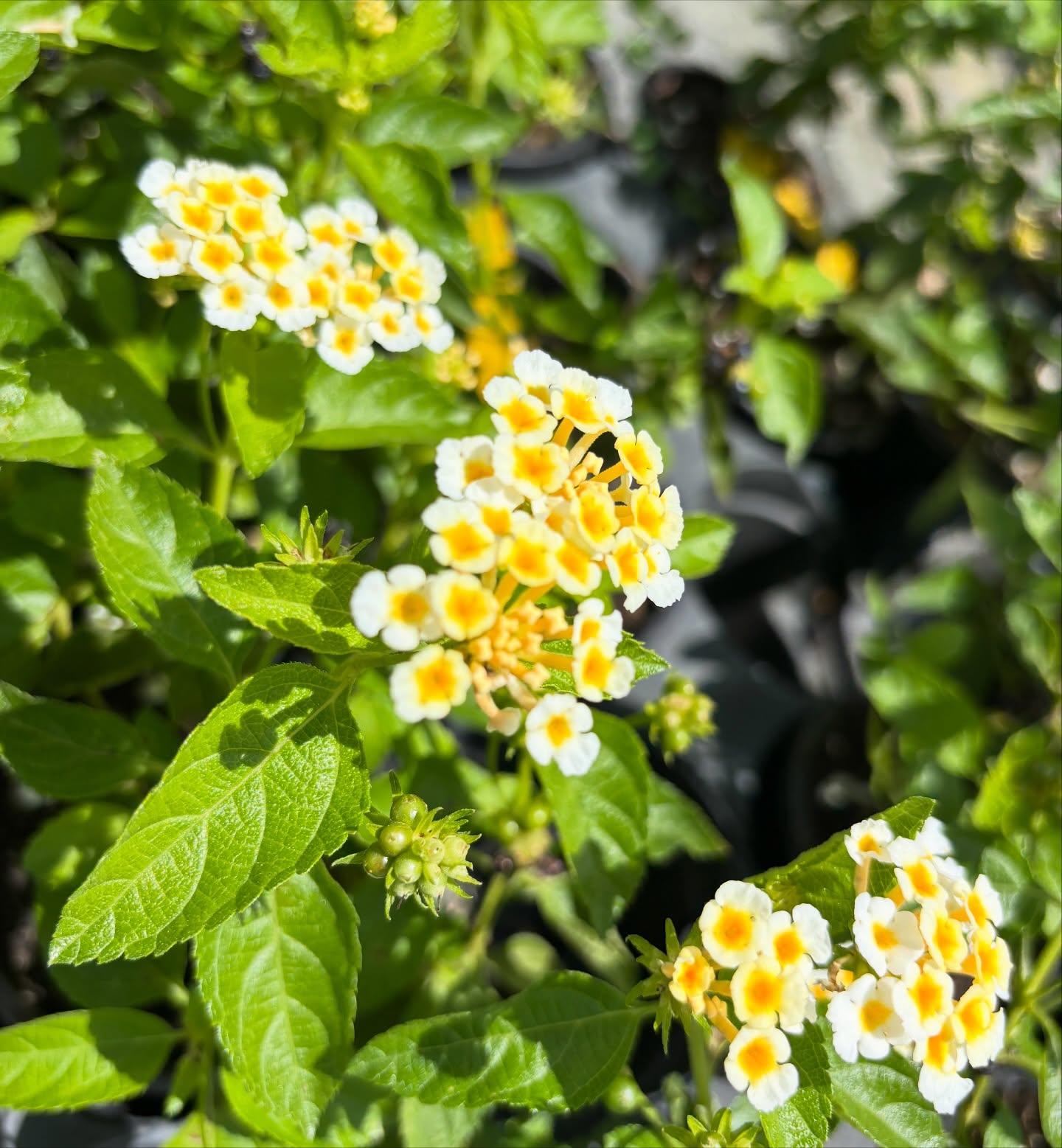 Landmark Nurseries Co Ltd photo 5