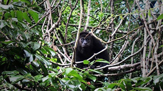 Community Baboon Sanctuary photo 2