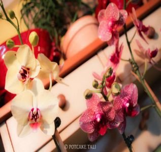 The Potting Shed photo 11