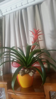 Jade Vine The photo 2