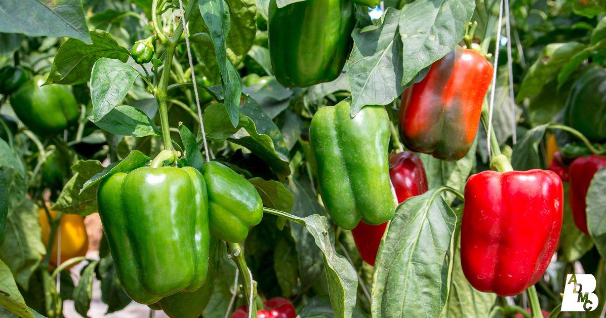 Barbados Agricultural Development & Marketing Corporation (BADMC) photo 7
