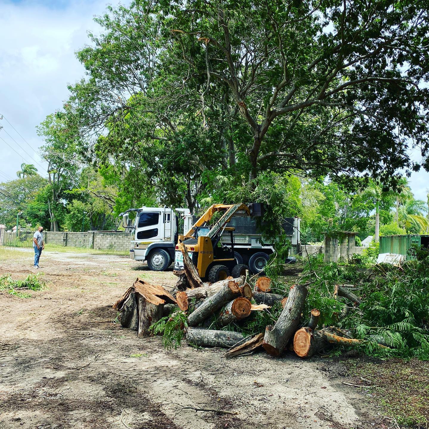 Tropical Tree Services photo 4