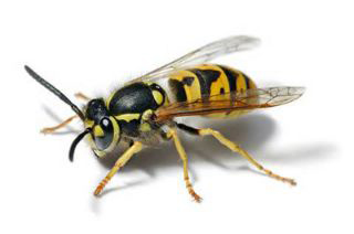 Ex-O-Pest Ltd photo 2