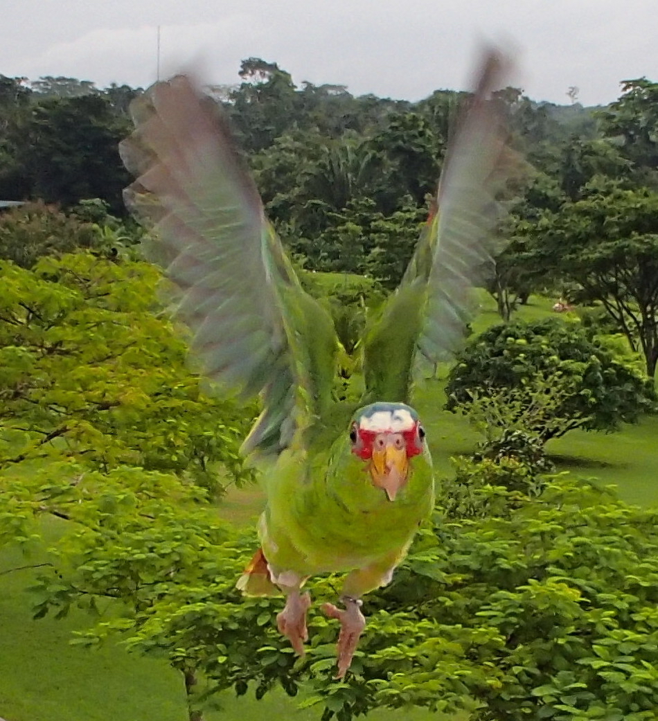 Belize Bird Rescue photo 10