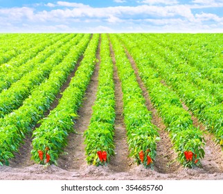 National Irrigation Commission Ltd photo 3