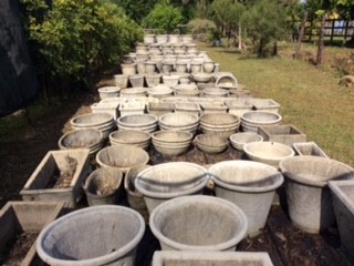 St Thomas Plants Nursery photo 5