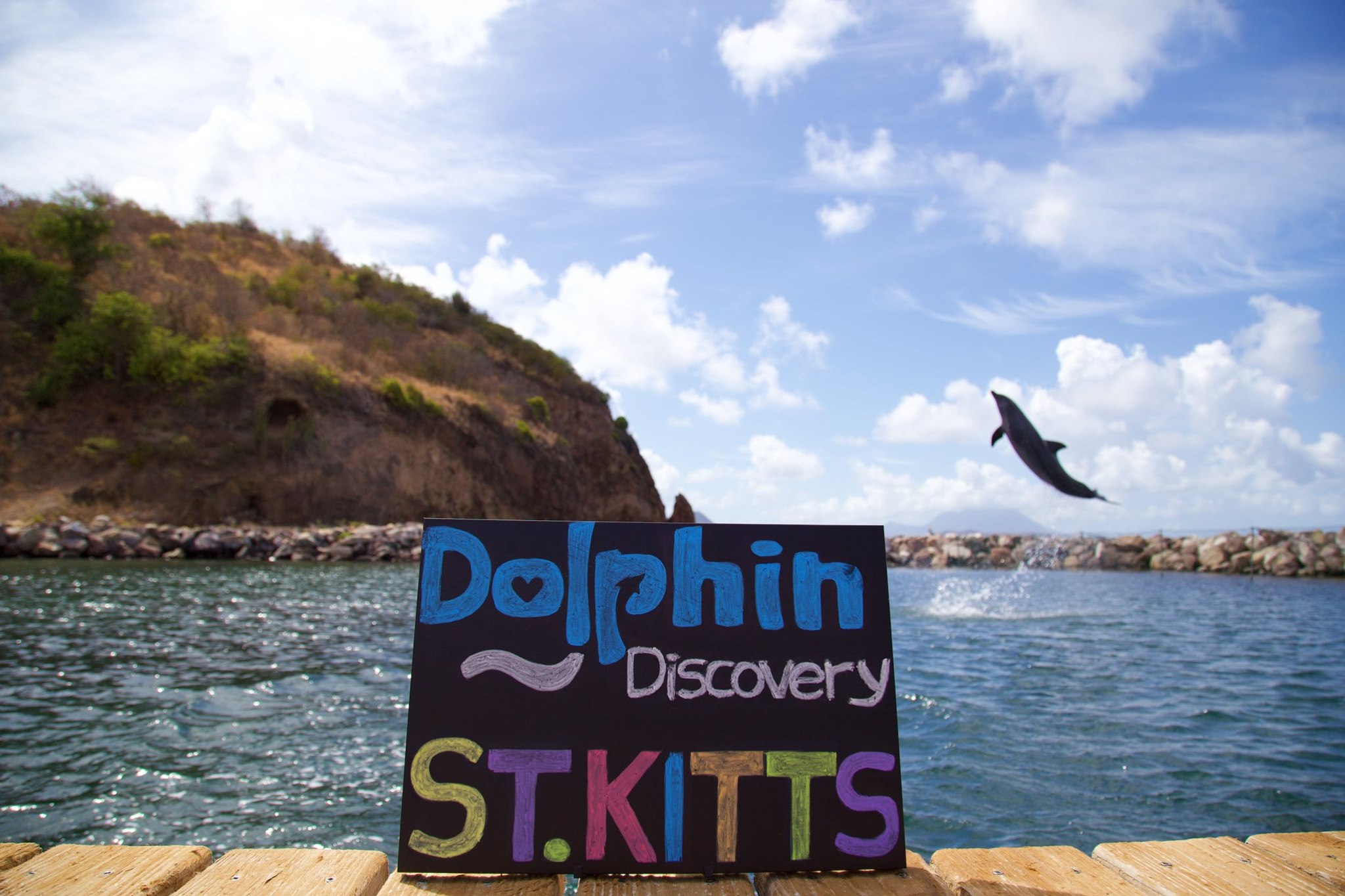 Dolphin Discovery St. Kitts photo 4