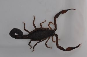FDL Pest Control Solutions photo 2