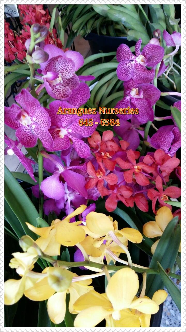 Aranguez Nurseries photo 5
