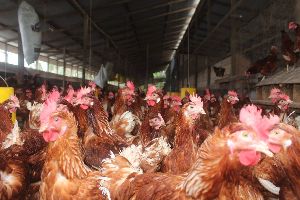 Golden Eggs Farms Ltd photo 2