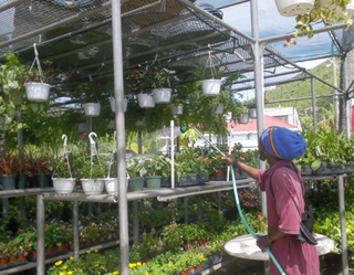 Fort Garden Centre Ltd The photo 3