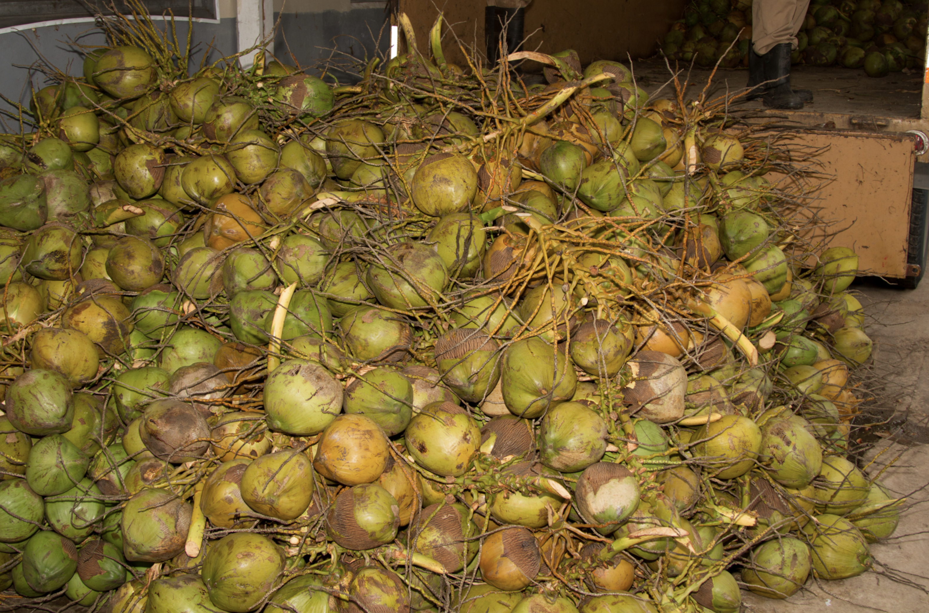 Coconut Industry Board photo 4