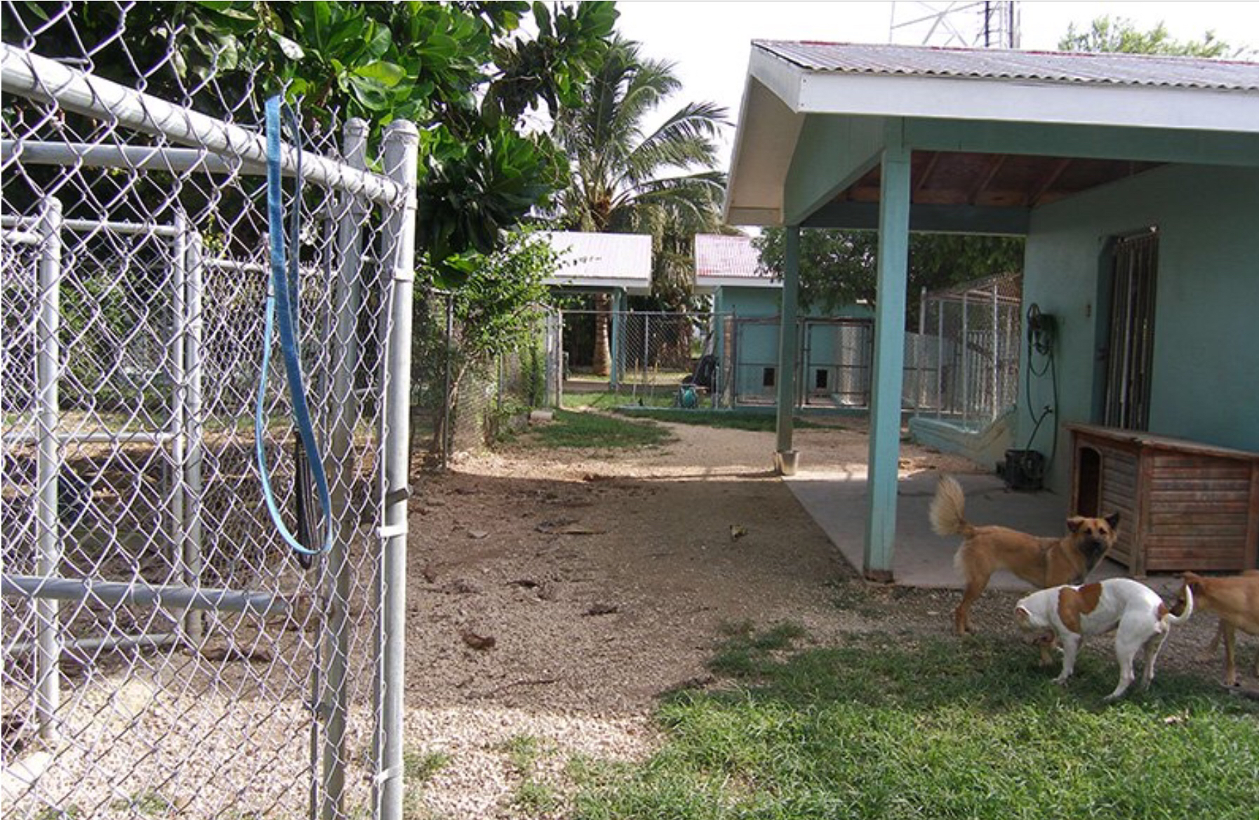 Cayman Pet Paradise Ltd-Cheval Ranch photo 7